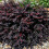 Berberys pośredni Red Jewel 1L 1