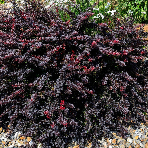 Berberys pośredni Red Jewel 1L