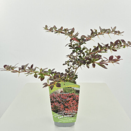 Berberys pośredni Red Jewel 1L 1