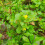 Berberys pośredni Red Jewel 1L 4