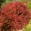 Berberys pośredni Red Jewel 1L 3