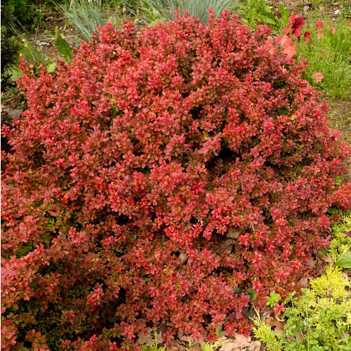 Berberys pośredni Red Jewel 1L 2