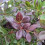 Berberys pośredni Red Jewel 1L 5