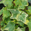Bluszcz Gold Child 1L 1