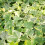 Bluszcz Gold Child 1L 5