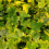 Bluszcz Gold Child 1L 3