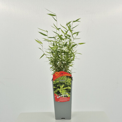 Bambus Red Dragon Fargesia 2L 1