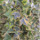Bluszcz Golden Mathilde 1L 5