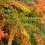 Berberis Orange Ice 1L 1