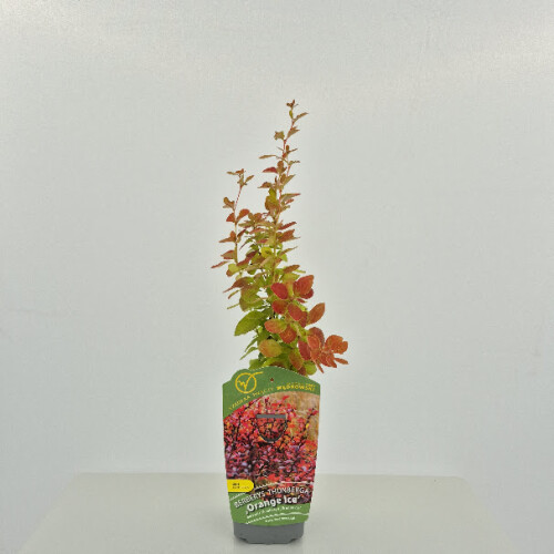 Berberys Thunberga Orange Ice 1L 1