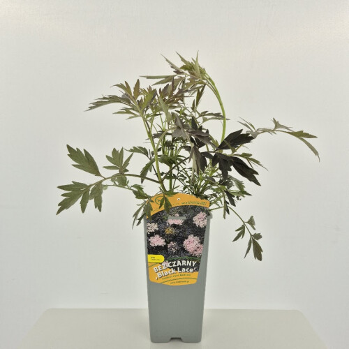Bez czarny Black Lace 2L 1