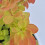 Berberis Orange Ice 1L 4