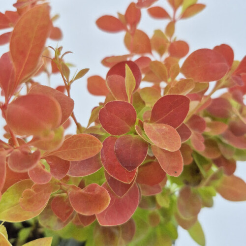 Berberis Orange Ice 1L 2