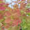 Berberis Orange Ice 1L 5