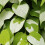 Aktinidia Ussuryjska 2L 1