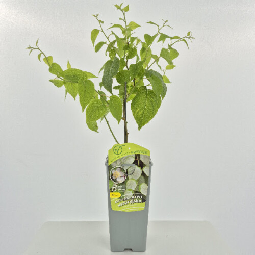 Aktinidia Ussuryjska 2L 1