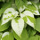 Aktinidia Ussuryjska 2L 5