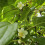 Aktinidia Ussuryjska 2L 4