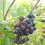 Aronia Viking 2L 2