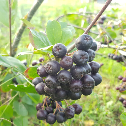 Aronia Viking 2L 1