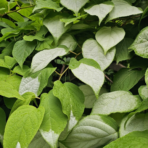 Aktinidia Ussuryjska 2L 2