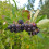 Aronia Viking 2L 3