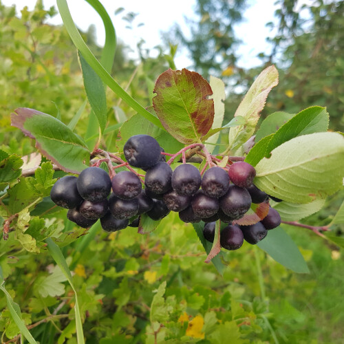 Aronia Viking 2L 2