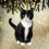 Black Cat Christmas Ornament Acrylic Screaming Kitten 8