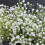 Artificial Gypsophila Bouquet White Silk 1 Piece 6