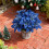 Glitzernde blaue künstliche Weihnachtssternblume mit Stiel – 4