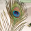 Pacote com 100 penas de pavão naturais, 40-45 cm (16-18 polegadas), para artesanato, casamentos e decoração. 2