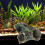 Lemn de acvariu Driftwood Resin B Style 1 buc 4