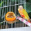 Spildsikker plastik fuglefoderkop orange 2