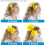 Conjunto de 20 presilhas de cabelo com laço de fita de gorgorão multicolorida de 15 cm (6 polegadas) feitas à mão. 3