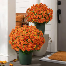 Umělé květiny Funsdecor Sunset Mums Orange 5Bundle