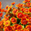 Funsdecor artificial sunset mums orange 5-bundle 2