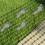 2Pcs Plastic Pavement Mold for Concrete Shaping Regular Patterns and Lines 17.68X10.61X1.18in 7