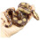 Simulare Boa Constrictor, Model de animal sălbatic șarpe 1