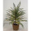 Norfolk Pine Christmas Tree 2FT pre-lit with 50 LED lights 3