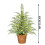 Norfolk Pine Christmas Tree 2FT pre-lit with 50 LED lights 2