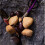 Handmade Natural Healing Wind Chime with 4 Shell Types for 2