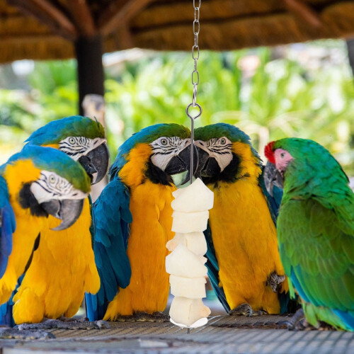 Worgeous Cockatiel Bird Σουβλάκι Λαχανικών με Πιρούνι Φρούτων και Μεγάλη Ταΐστρα