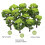 Green Tree Scale Model Trees with Base Shrub Tufts Scenery 3