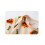 (3-6 Months, White) Dívčí oblečení pro halloweenské oblečení 6