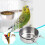 Stainless Steel Bird Feeder with Slip-Resistant Base 3