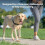 Ζώνη Easy Walk για σκύλους – Χωρίς τράβηγμα, Πατενταρισμένη θηλιά Martingale, Κλιπ 2