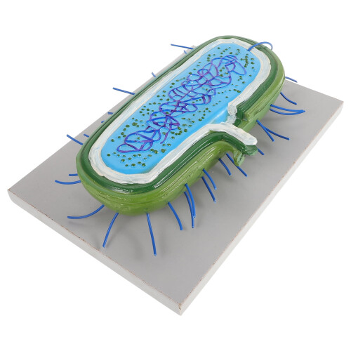 Realistic 3d Bacteria Model Cell Model Teaching Model Biology Teaching Cell Models Show Bacteria Cell Models Bacteria Cell Anatomical Models