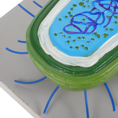 Set de modele bacterii realistice3D – PVC, 30,5 cm 2
