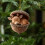 Waldtier-Eichel-Ornament aus Holz, 1 Stück 5