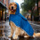 Capa de chuva transparente para cães com capuz, detalhes refletivos e dupla camada. 3